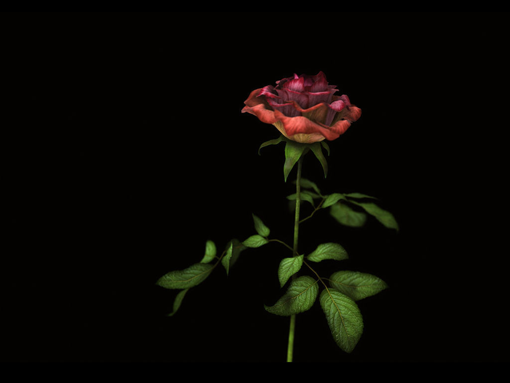 Roses rose 3D model_3
