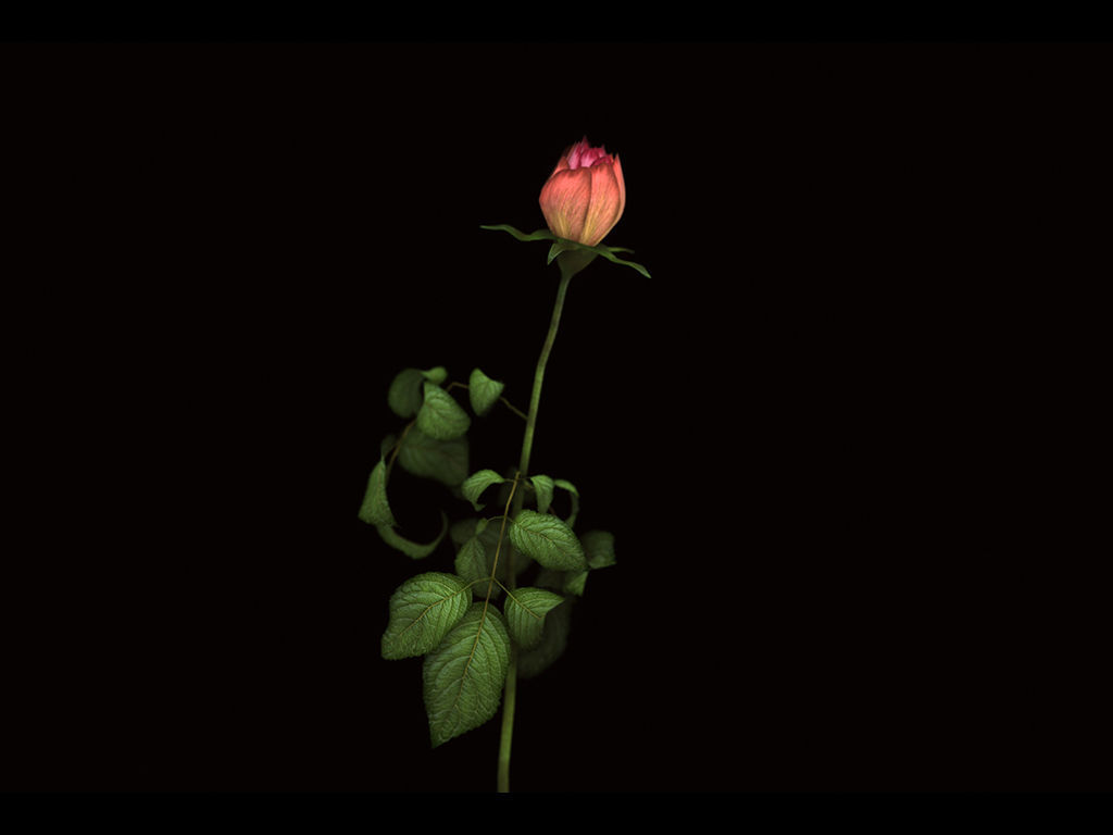 Roses rose 3D model_2