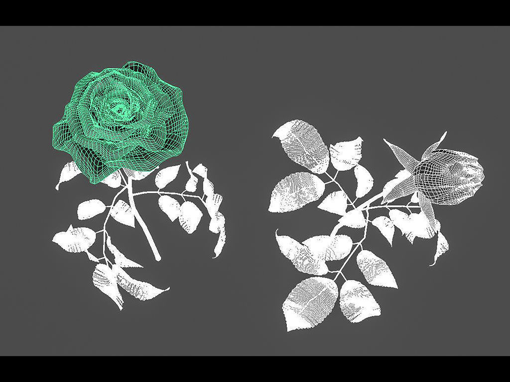 Roses rose 3D model_9