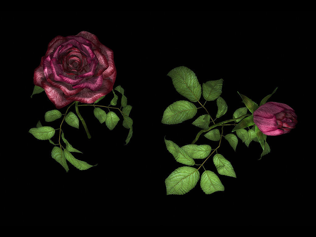 Roses rose 3D model_6