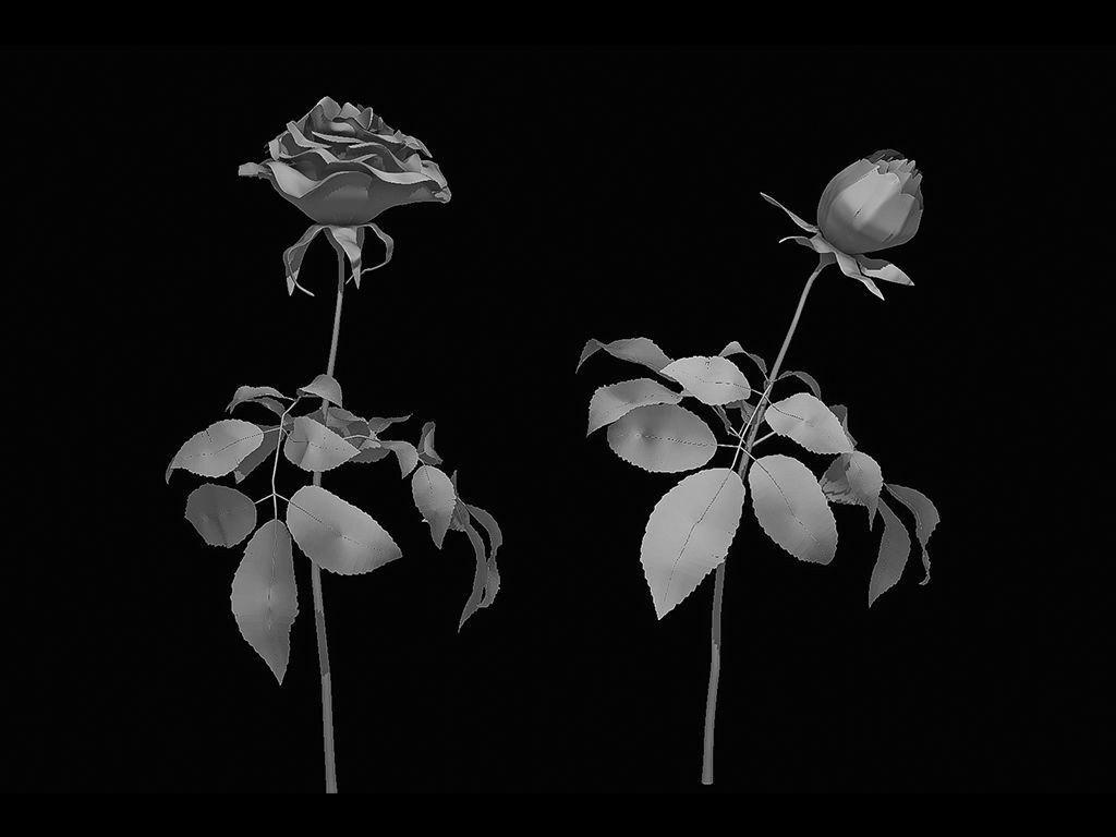 Roses rose 3D model_8