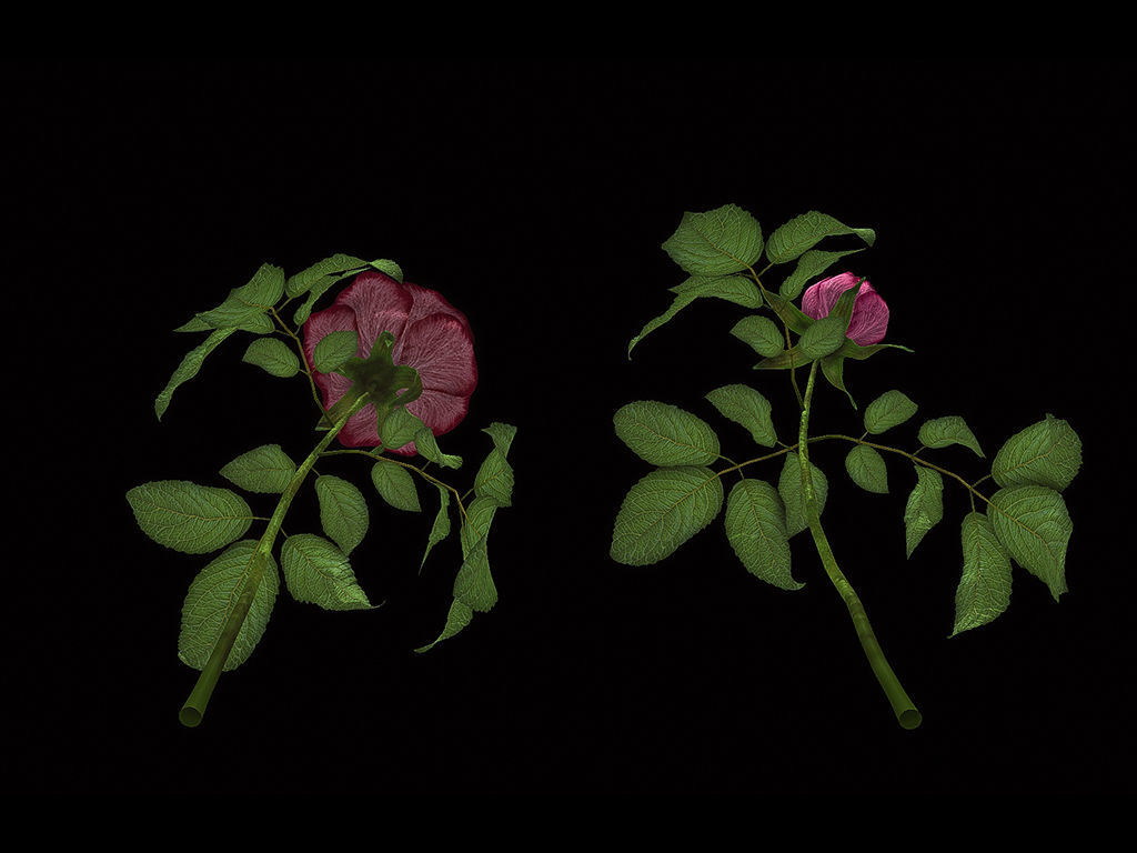 Roses rose 3D model_7