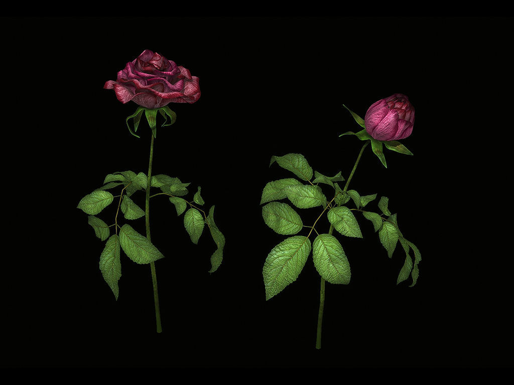 Roses rose 3D model_5