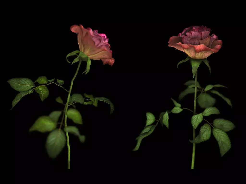 Roses rose 3D model_0