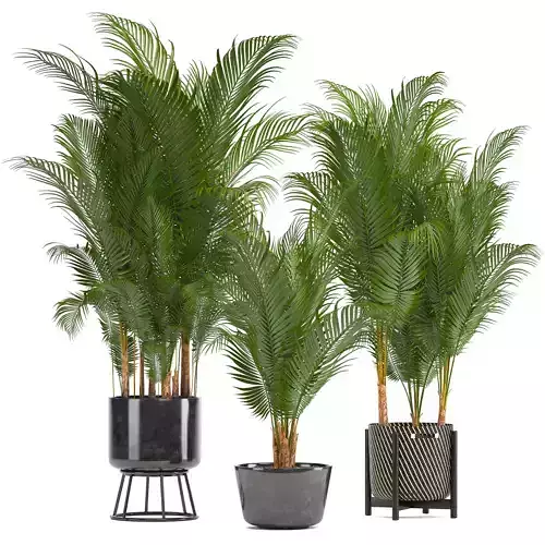 Collection of decorative palms