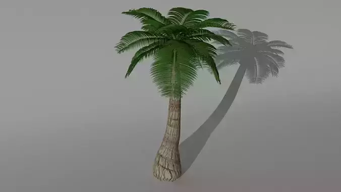Coconut Tree