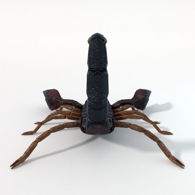 Scorpion Low-poly 3D model_4