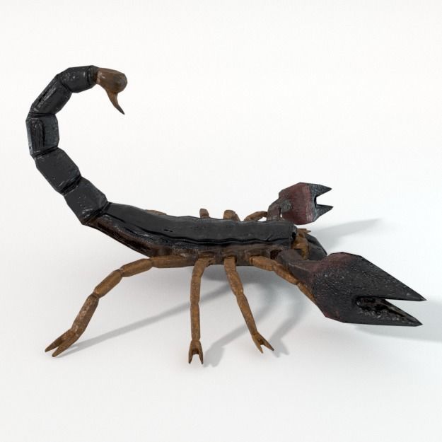 Scorpion Low-poly 3D model_1