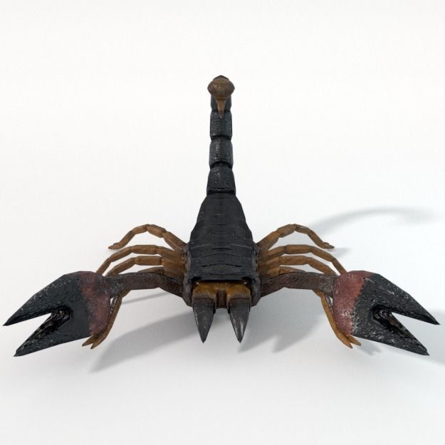 Scorpion Low-poly 3D model_2