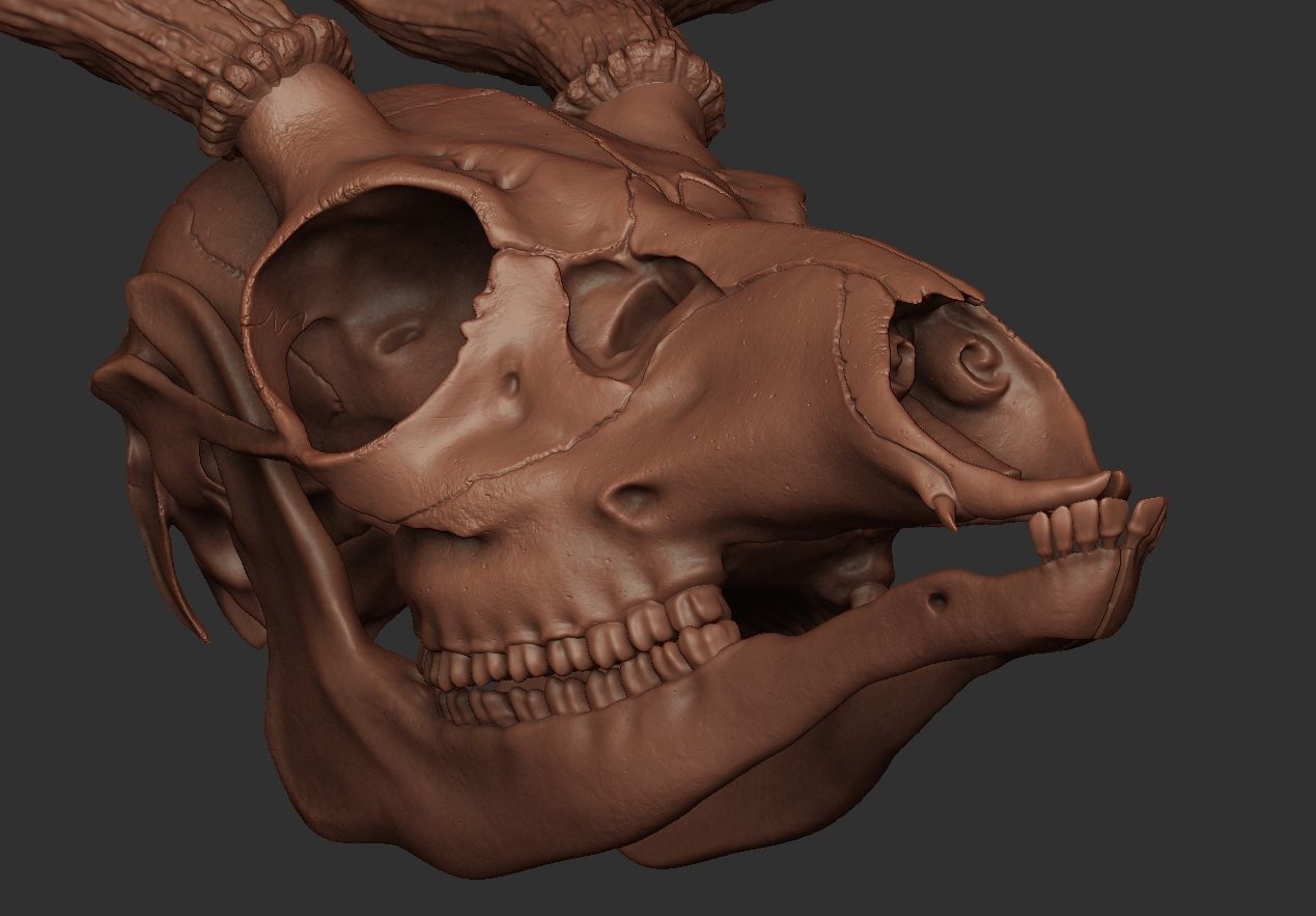 Deer Antler 01 Highpoly 3D model_6