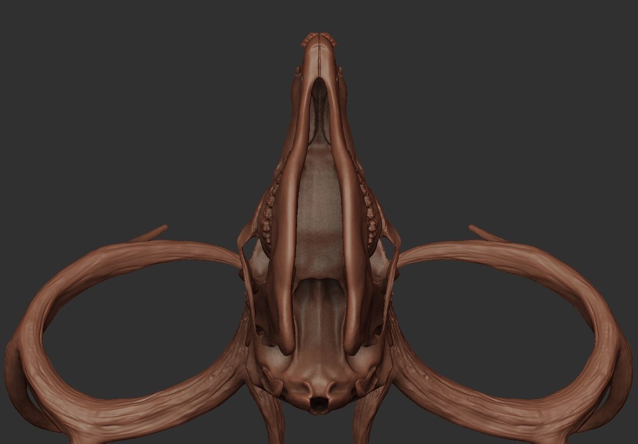 Deer Antler 01 Highpoly 3D model_2