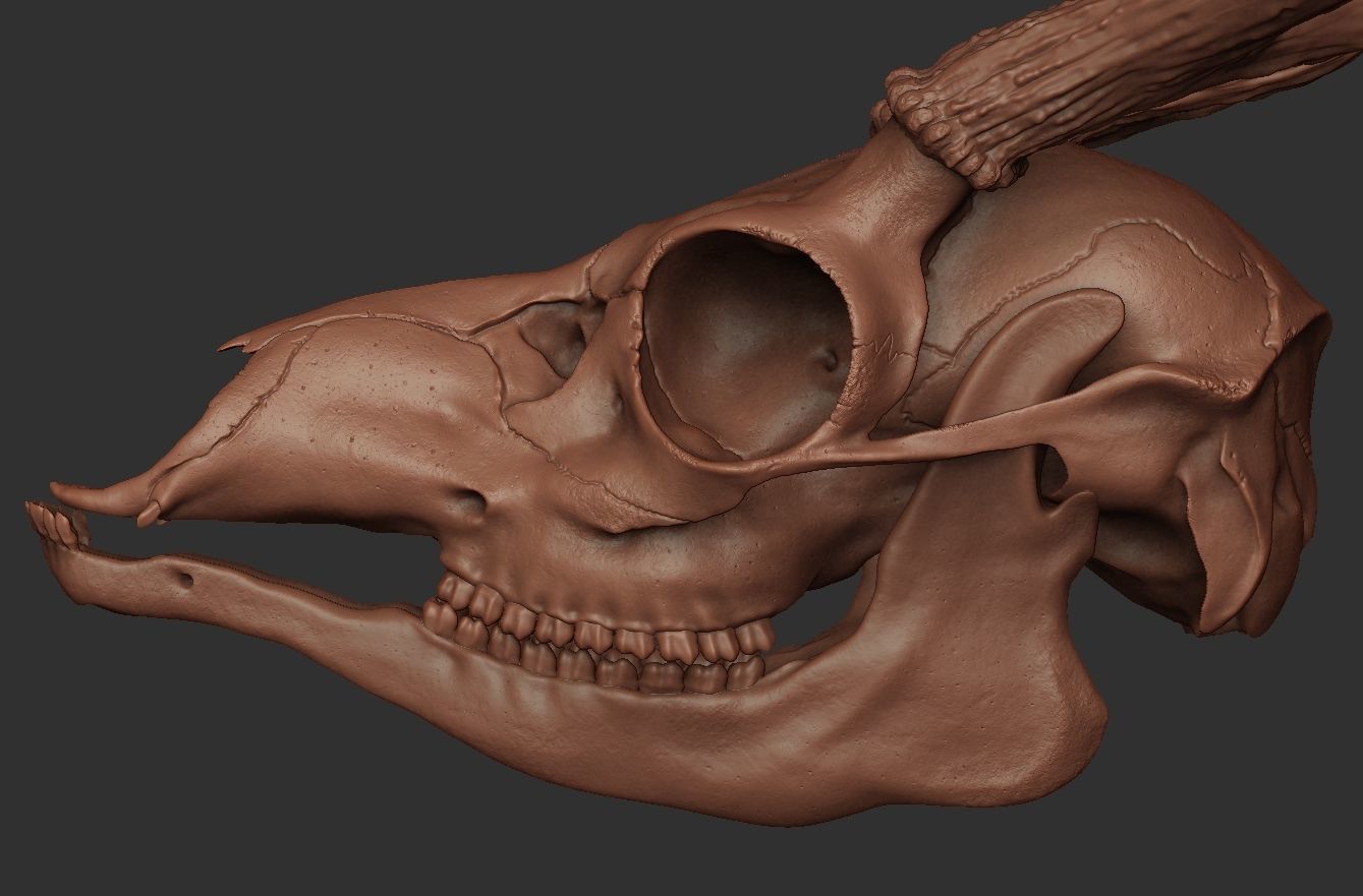 Deer Antler 01 Highpoly 3D model_7