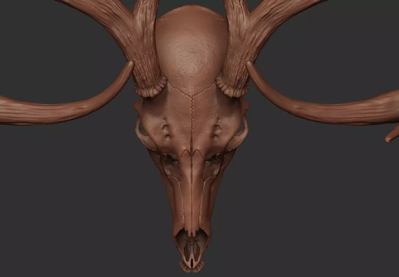 Deer Antler 01 Highpoly 3D model_0