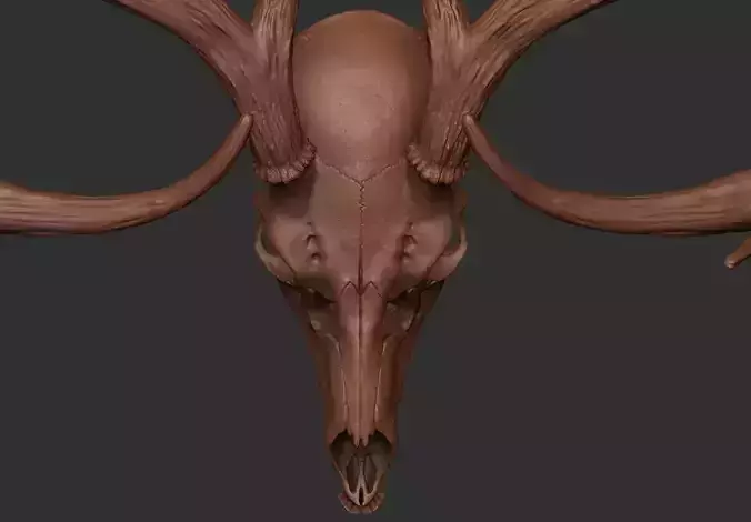 Deer Antler 01 Highpoly