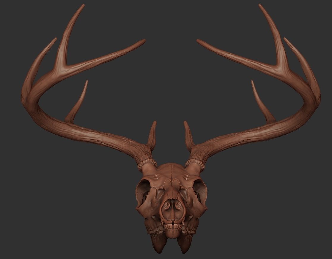 Deer Antler 01 Highpoly 3D model_5
