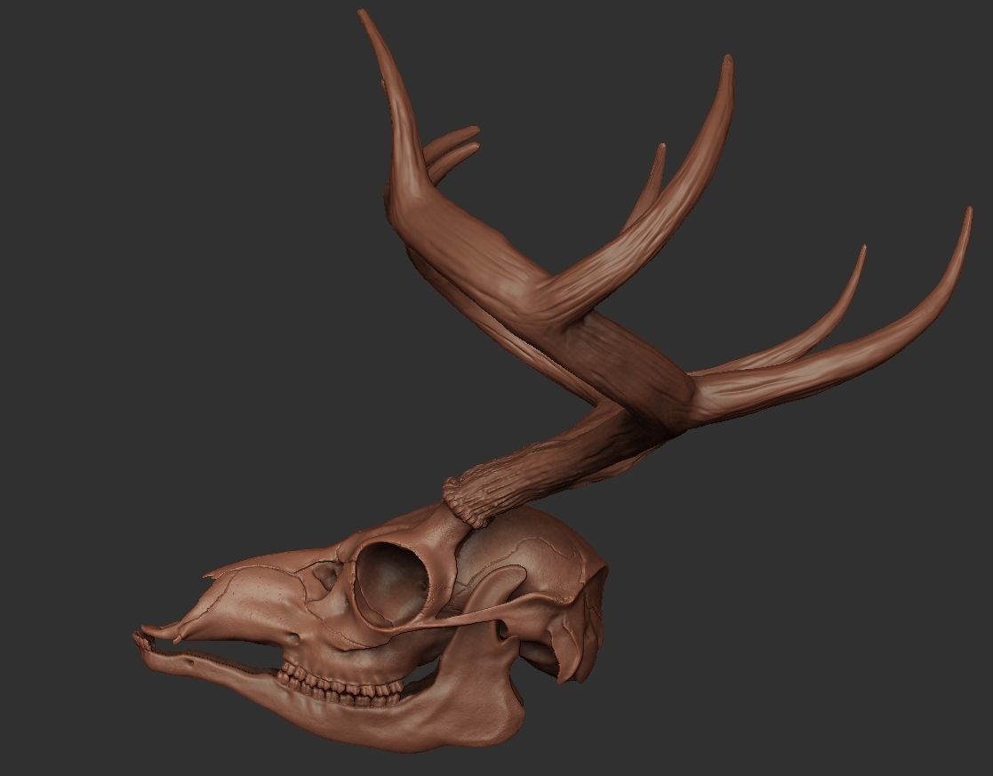 Deer Antler 01 Highpoly 3D model_3