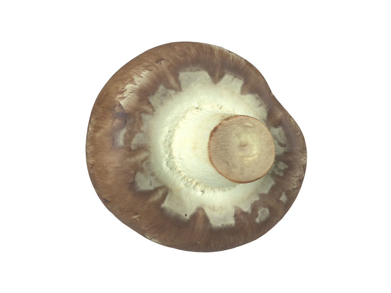 Photorealistic Mushroom 3D Scan 3D model_5