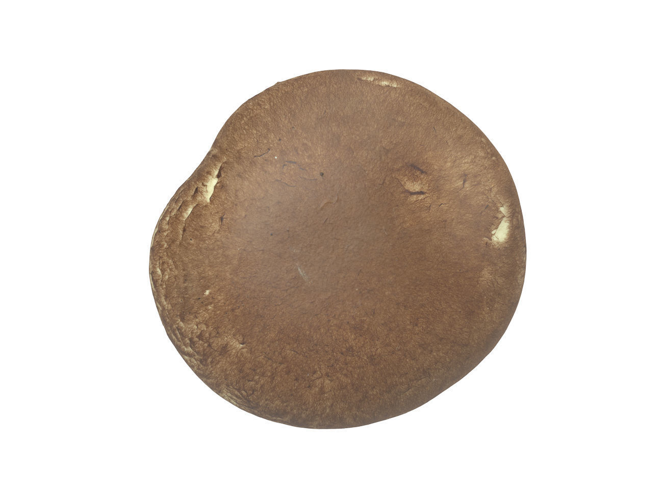 Photorealistic Mushroom 3D Scan 3D model_4