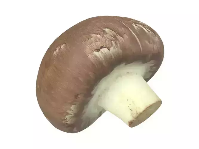 Photorealistic Mushroom 3D Scan
