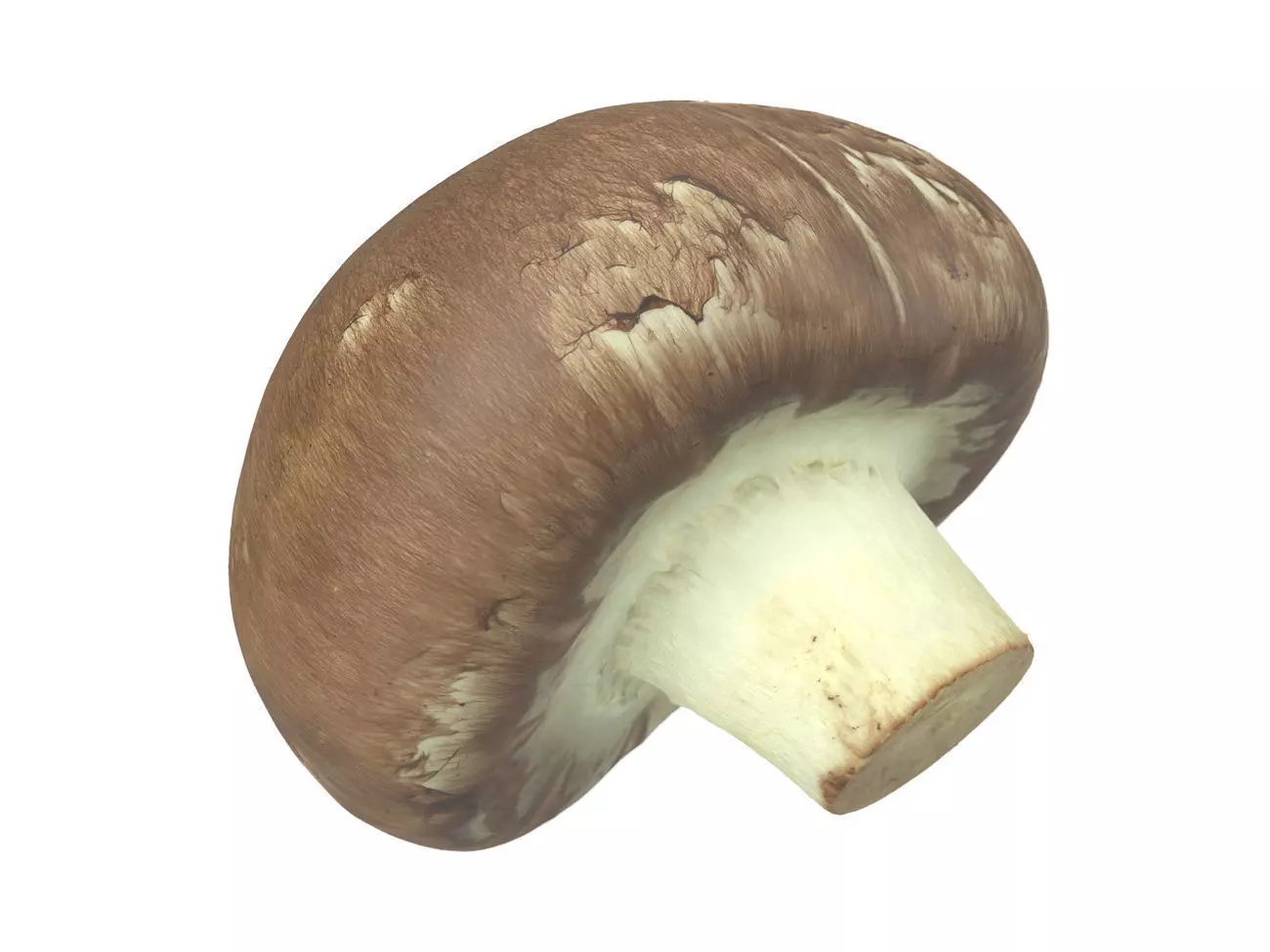 Photorealistic Mushroom 3D Scan 3D model_0