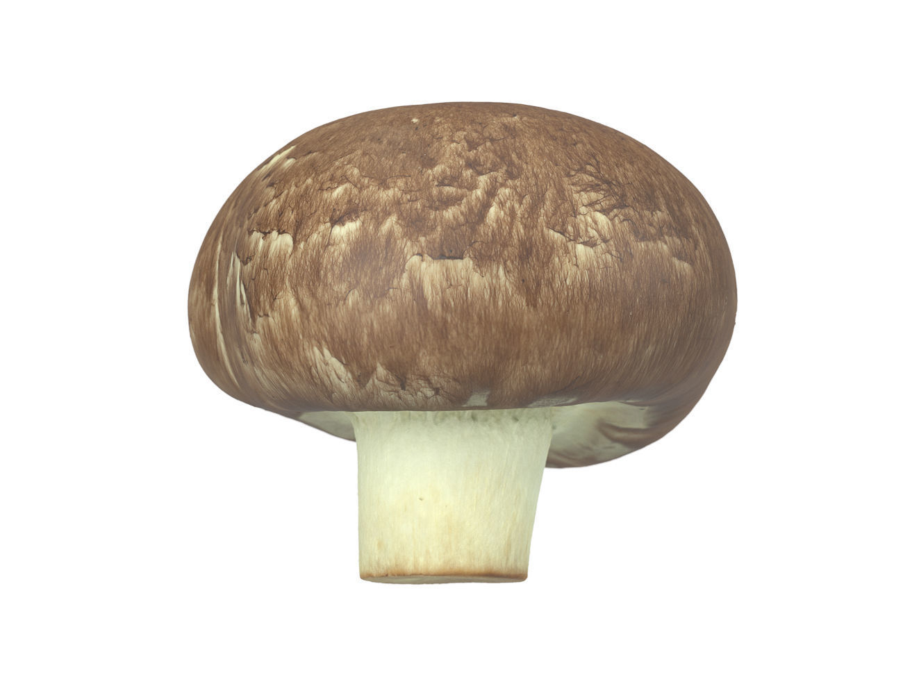 Photorealistic Mushroom 3D Scan 3D model_2