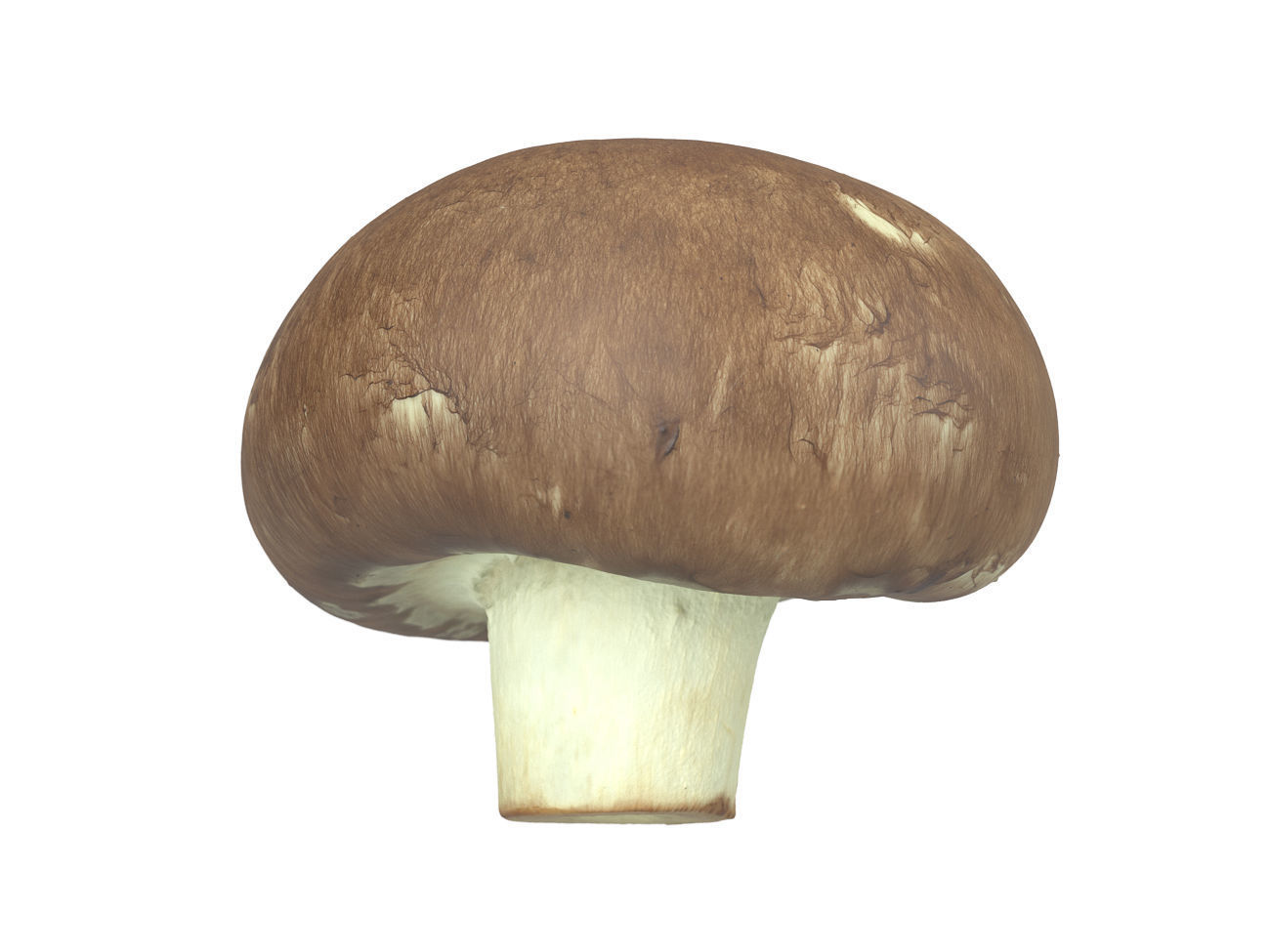 Photorealistic Mushroom 3D Scan 3D model_3