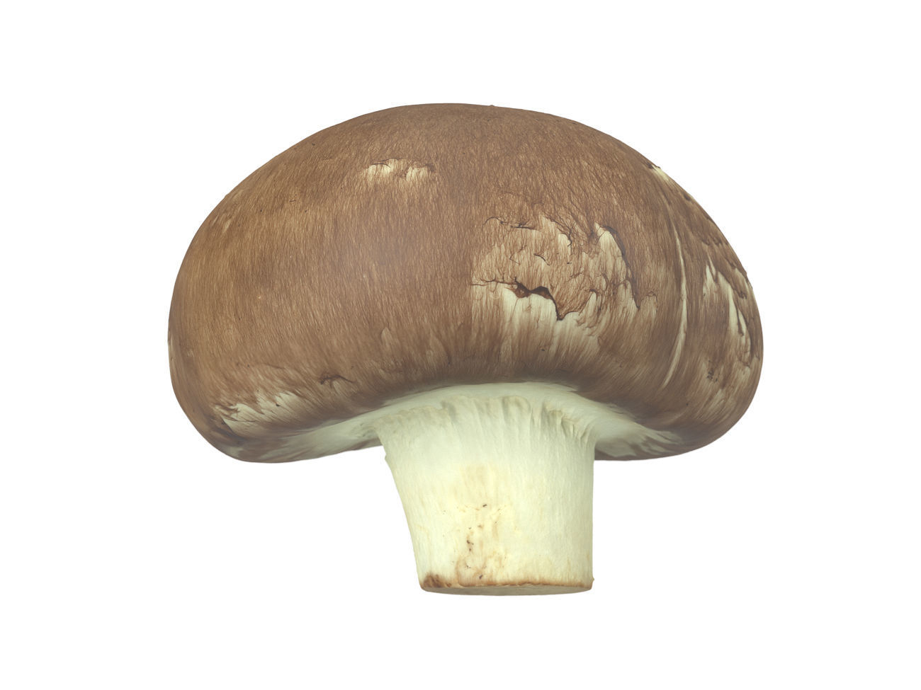 Photorealistic Mushroom 3D Scan 3D model_1