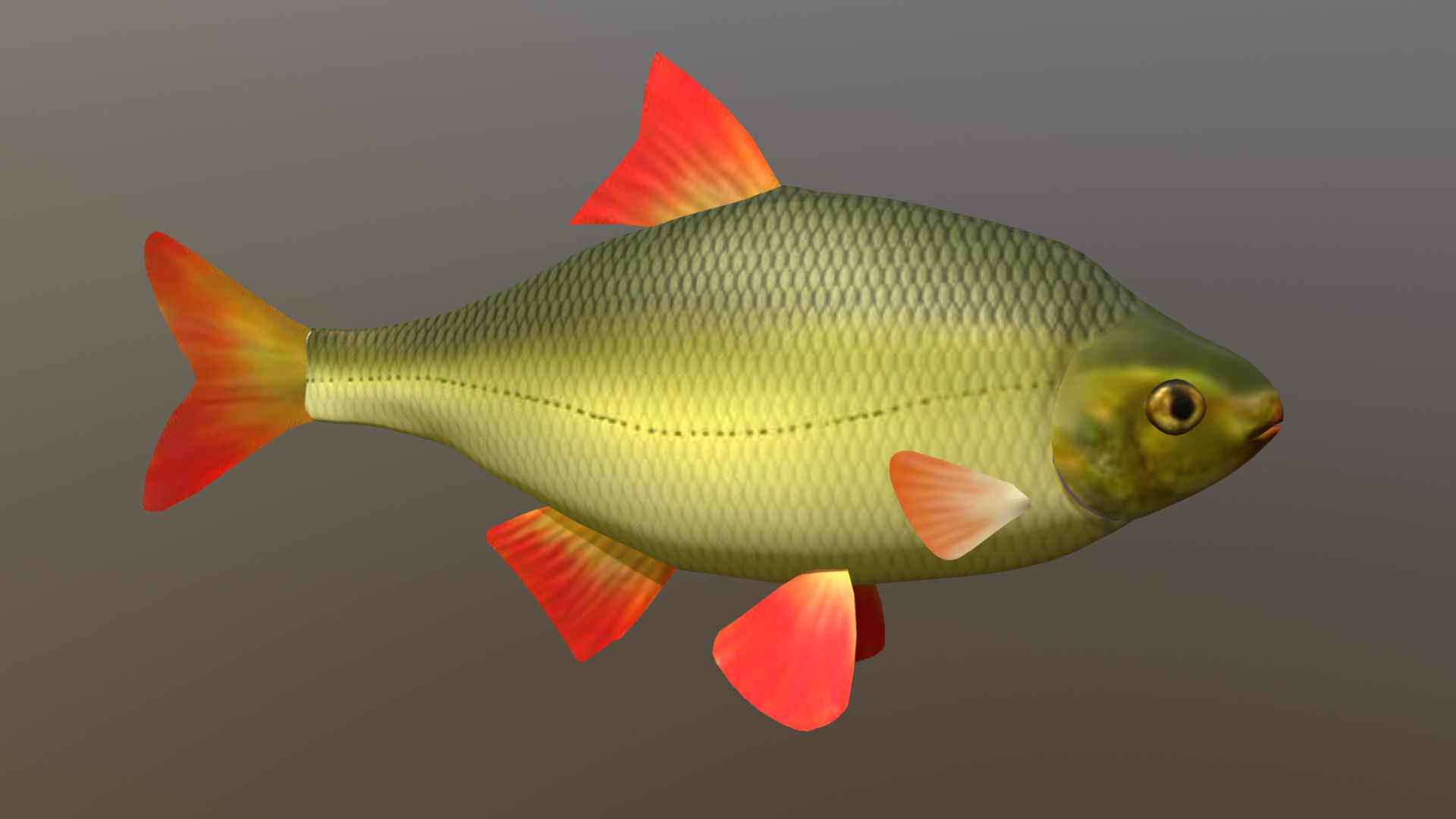 The common rudd Low-poly 3D model_0