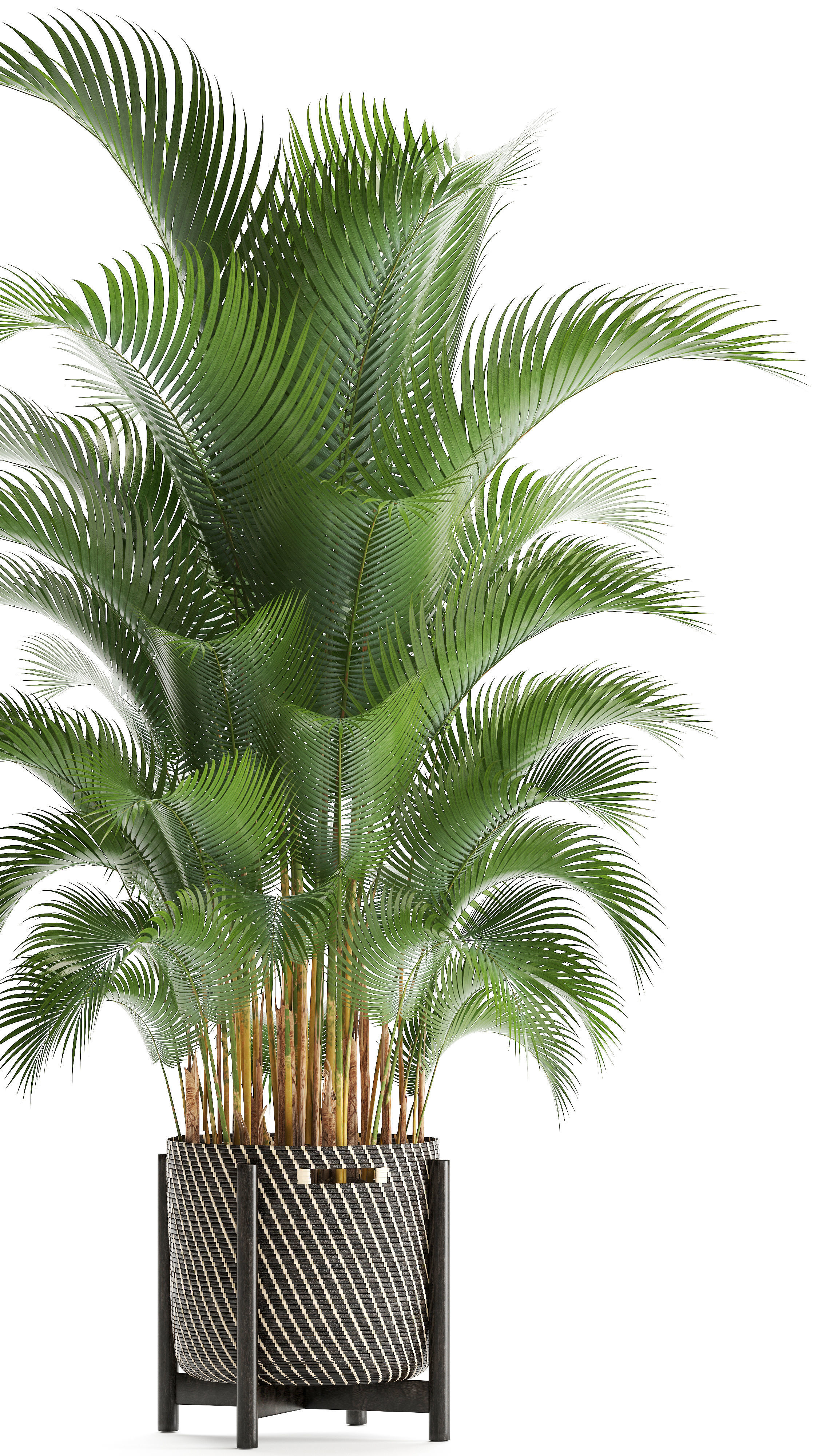 Howea palm 3D model_3