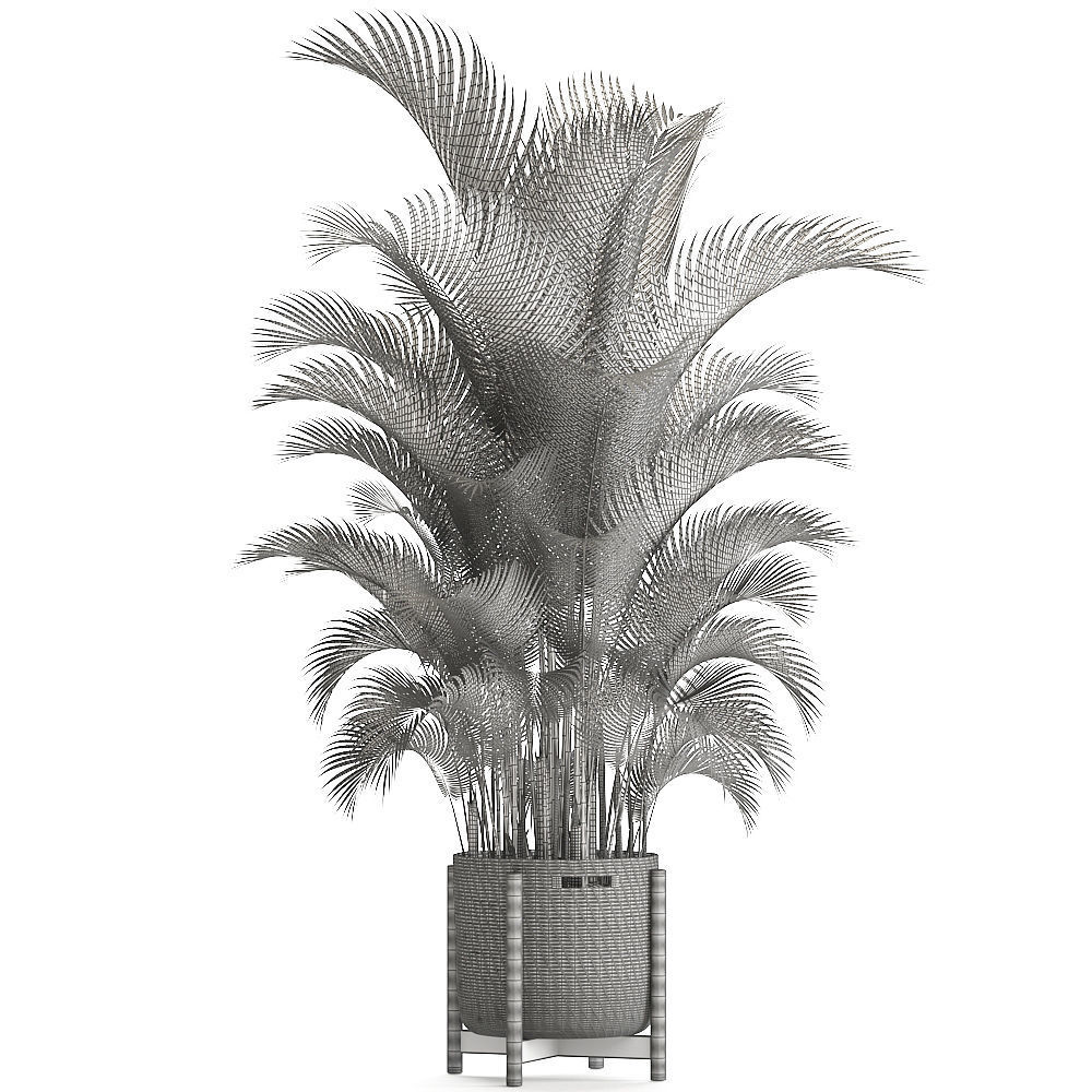 Howea palm 3D model_6