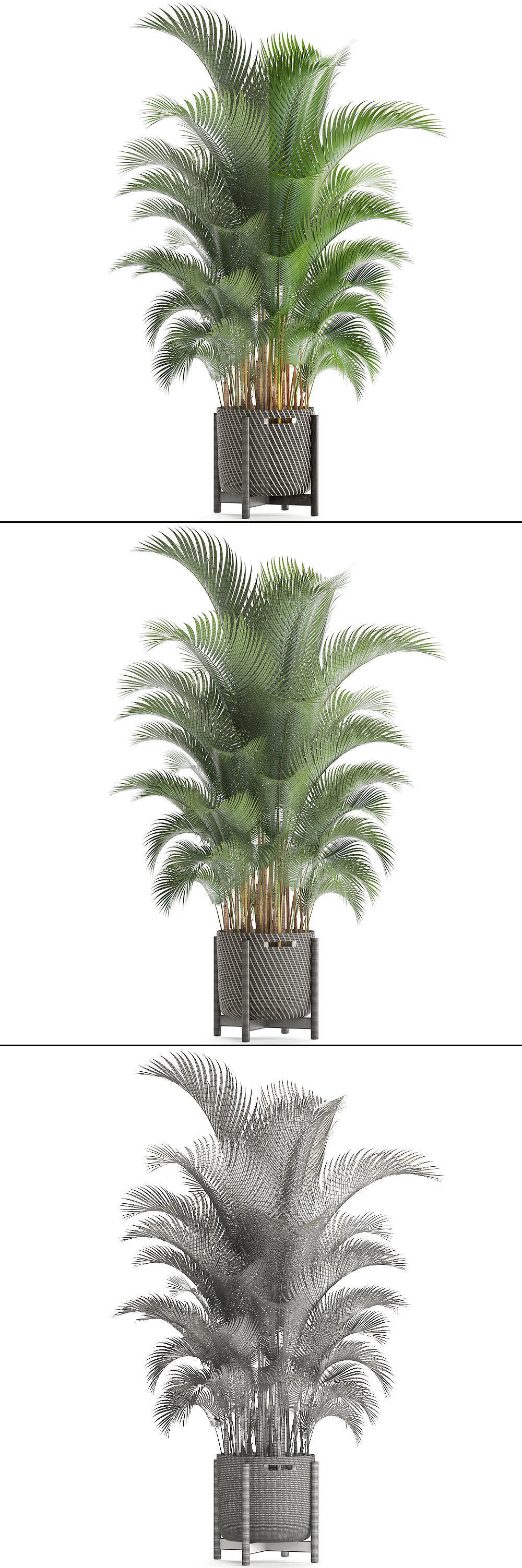 Howea palm 3D model_4