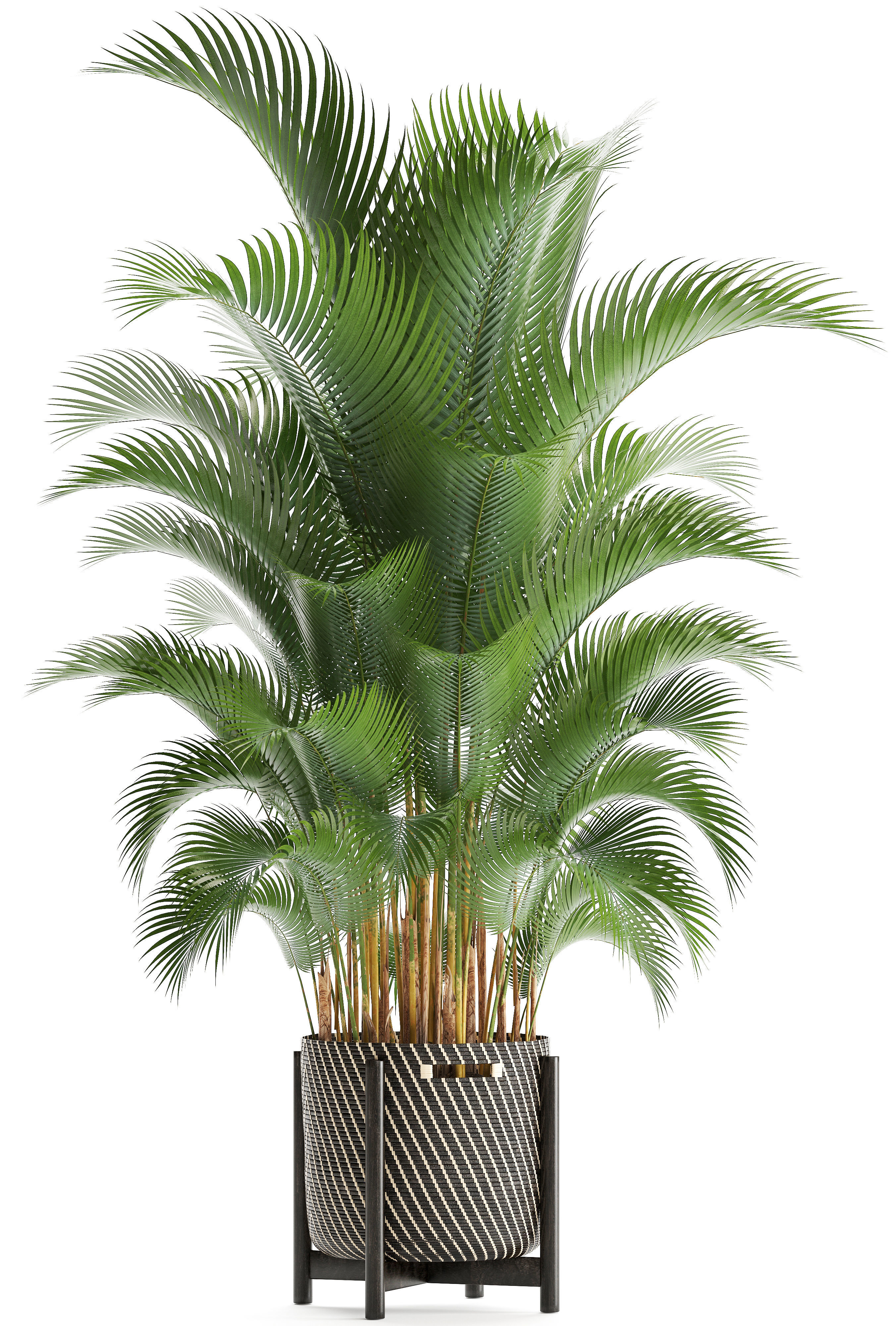 Howea palm 3D model_10