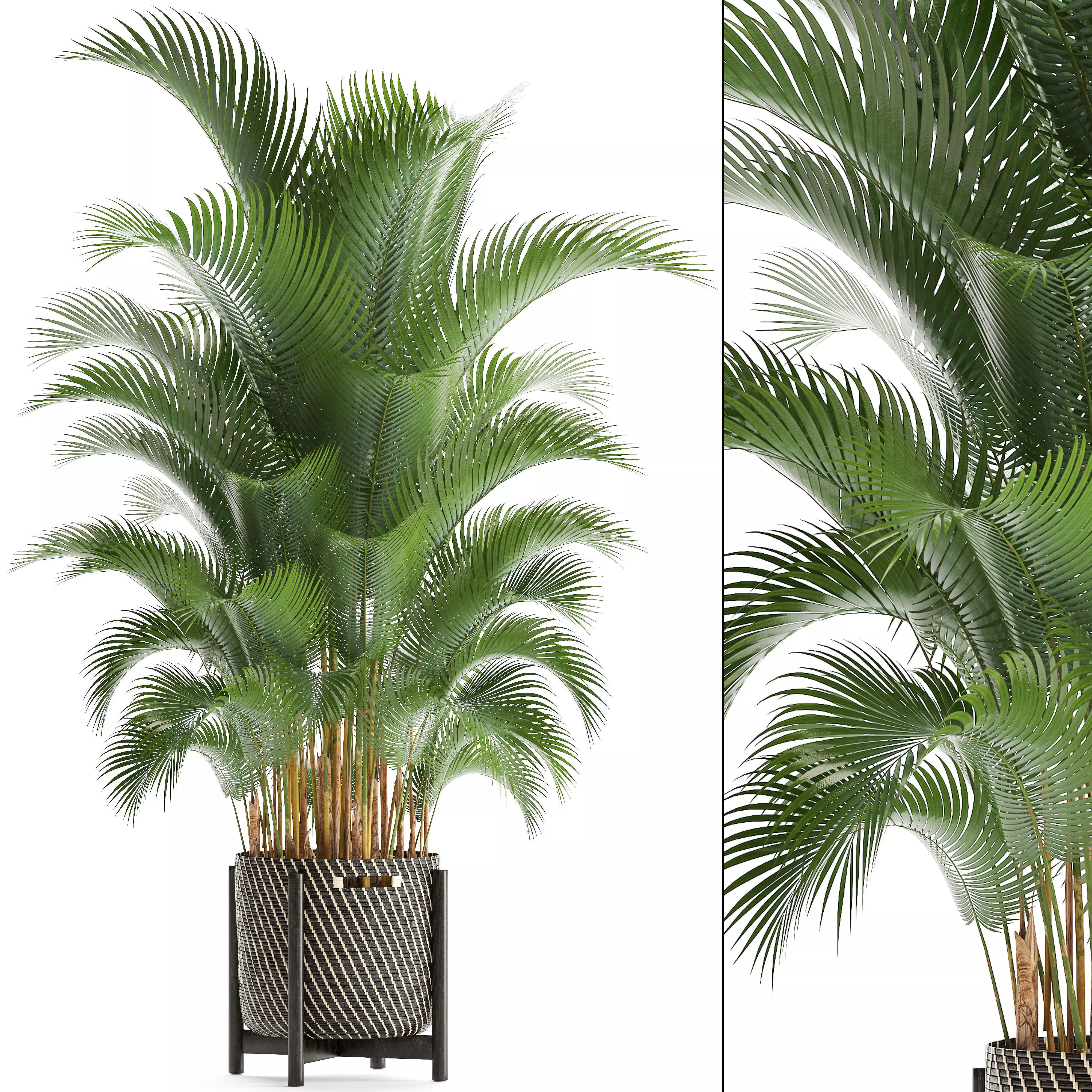 Howea palm 3D model_0