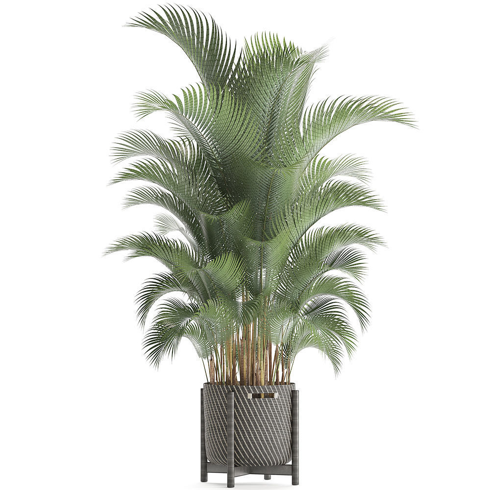 Howea palm 3D model_8