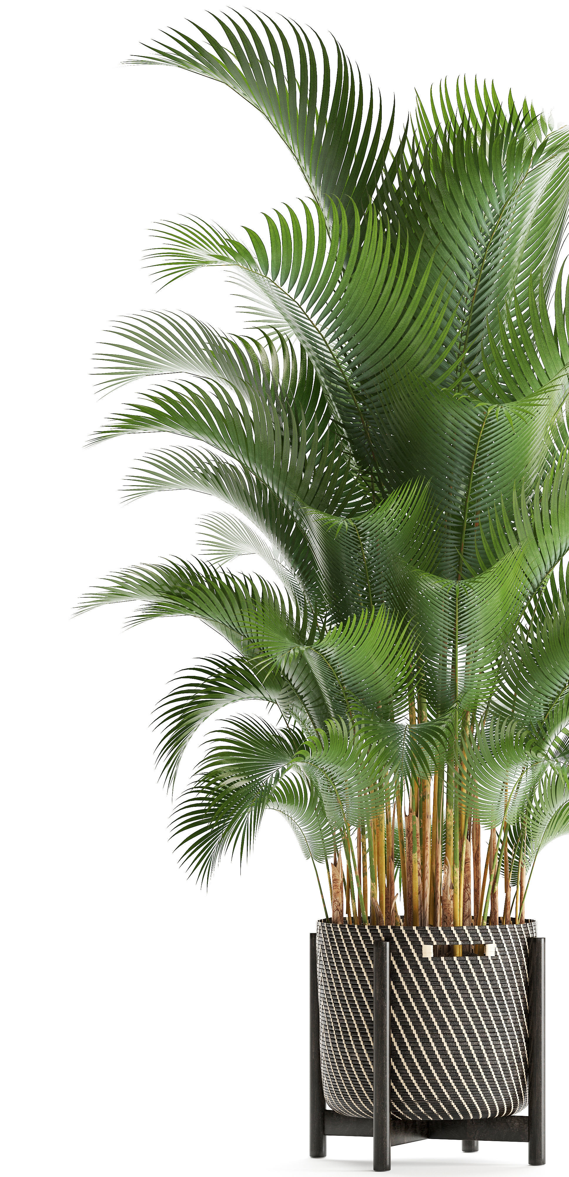 Howea palm 3D model_1