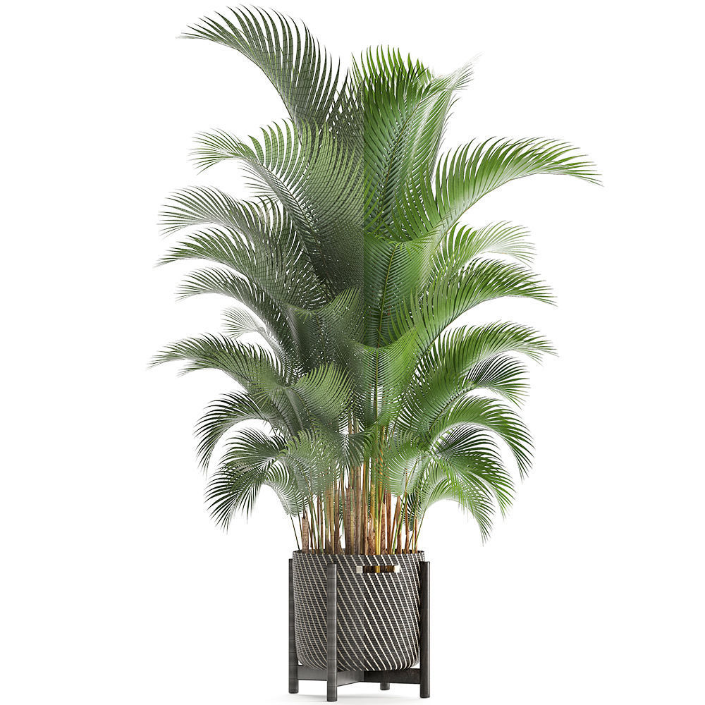Howea palm 3D model_7