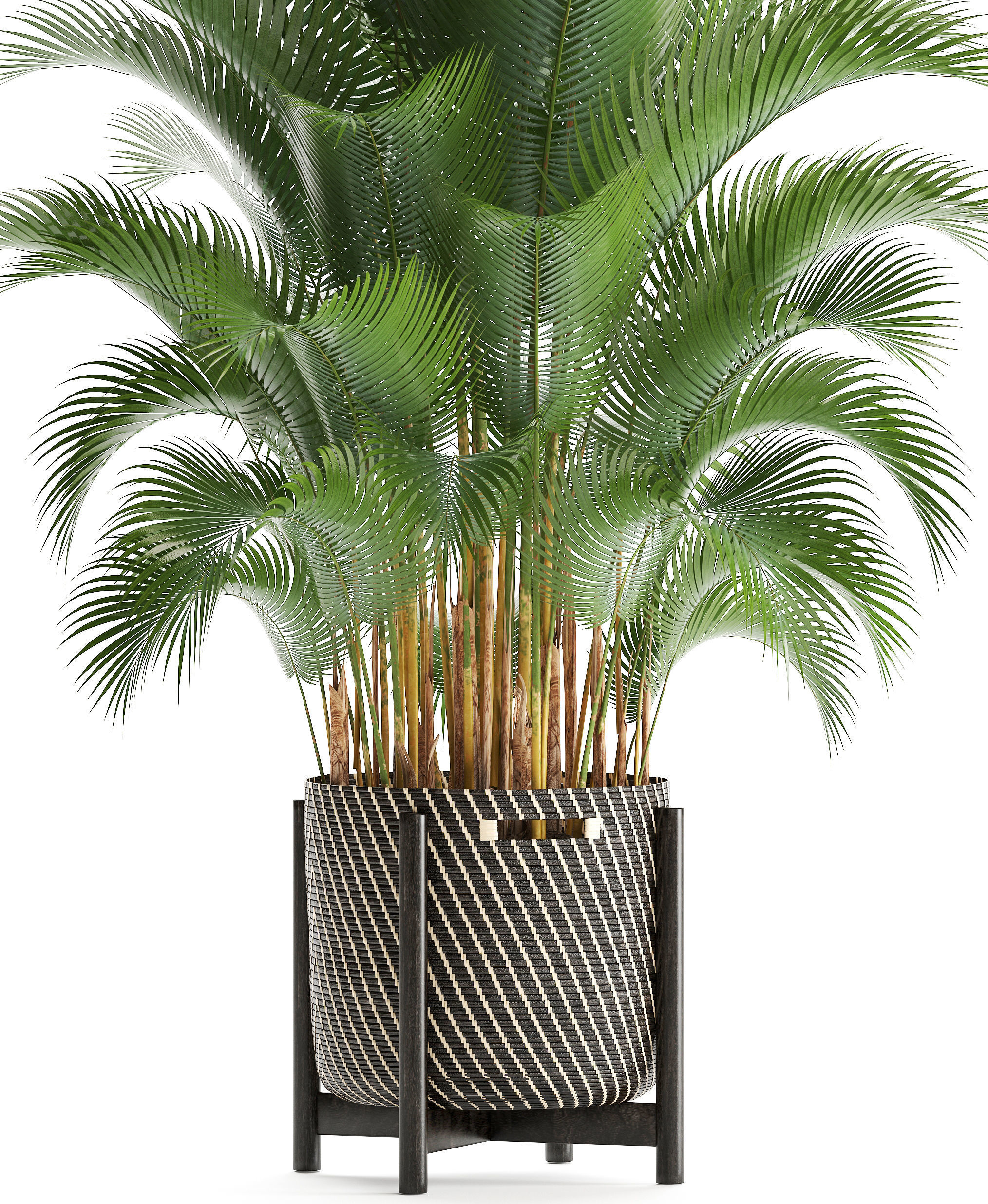 Howea palm 3D model_2