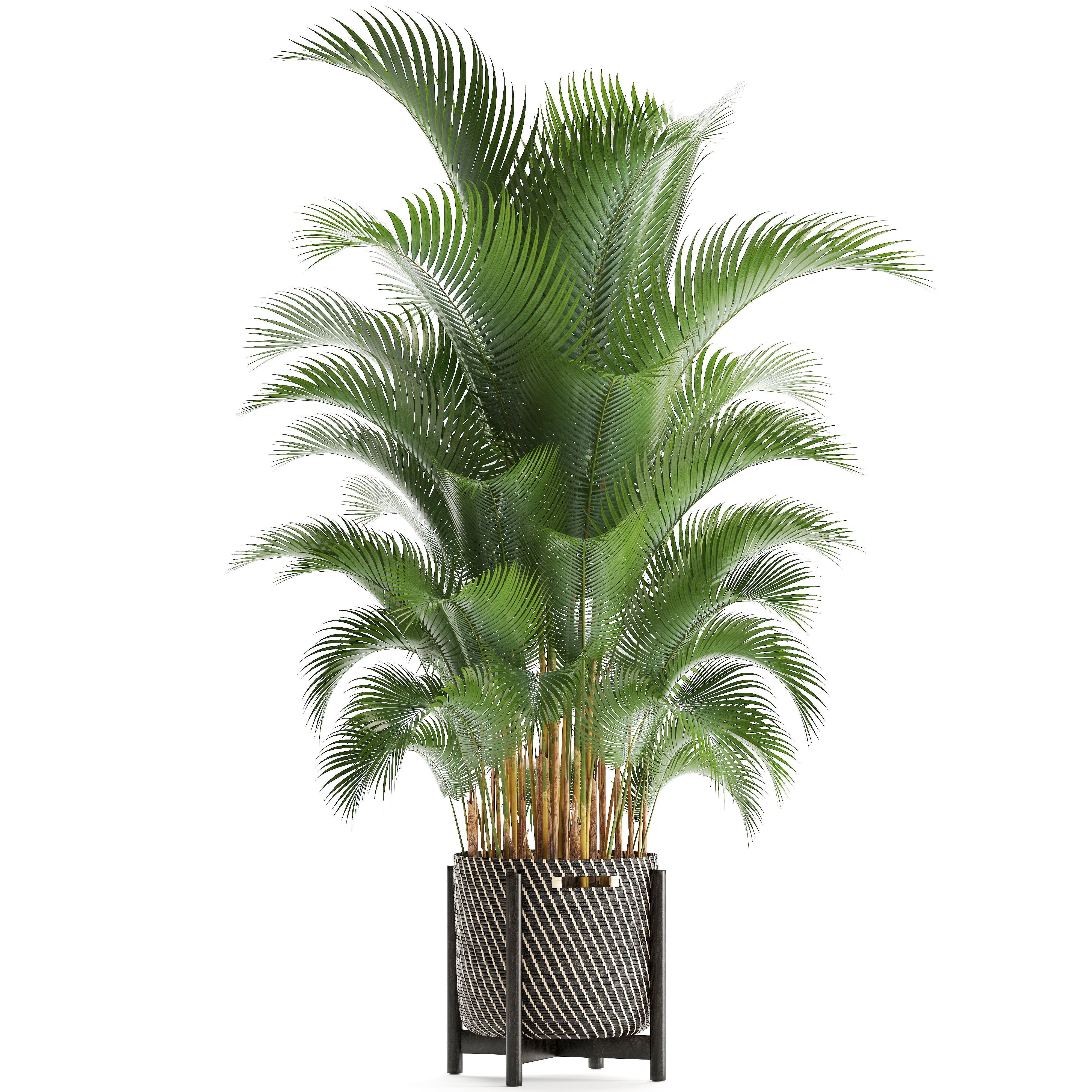 Howea palm 3D model_9