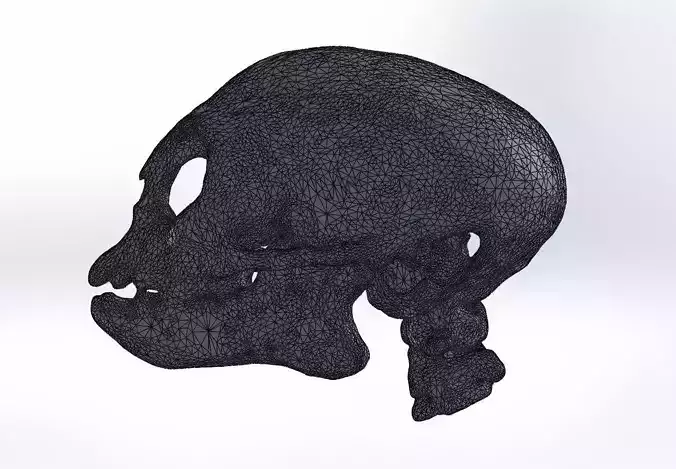 monkey skull ct-scan 3D print model