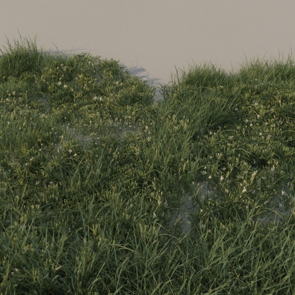 Grass pack B Low-poly 3D model_5