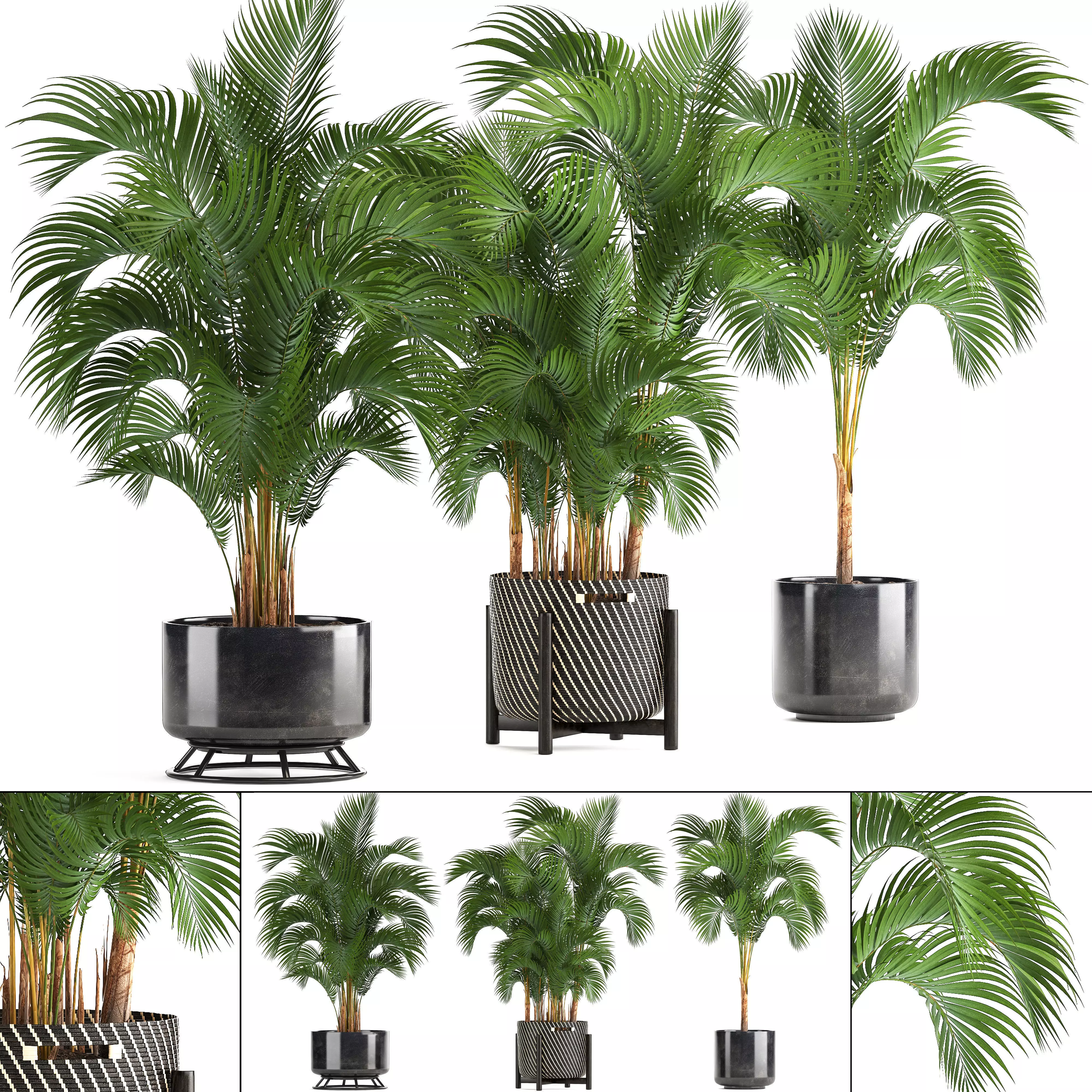 Collection of decorative palms 3D model