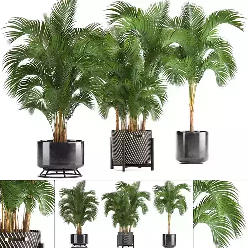 Collection of decorative palms
