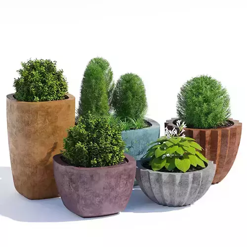 Mex Bold  and Larkspur