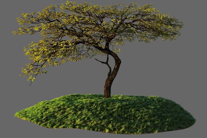 Tree Model 3D model
