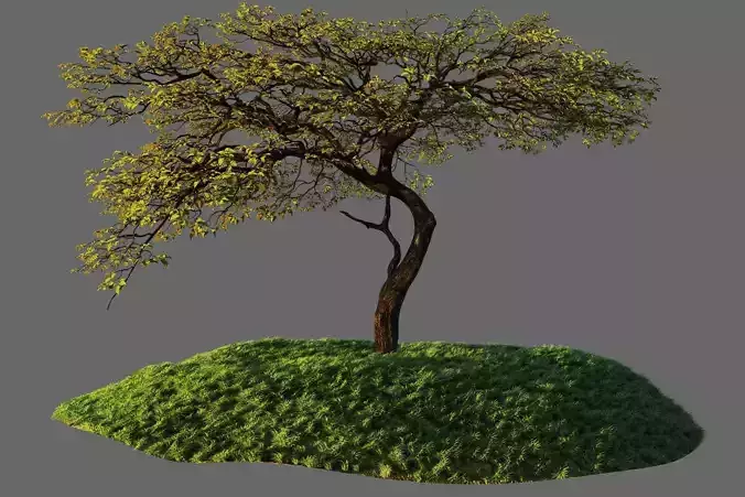Tree Model 3D model