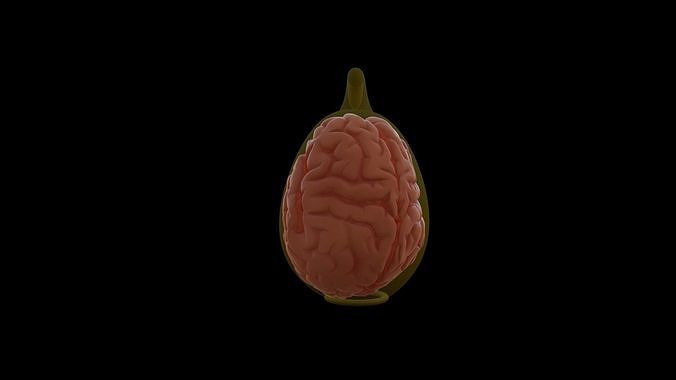 Brain to Condom inside Free 3D model