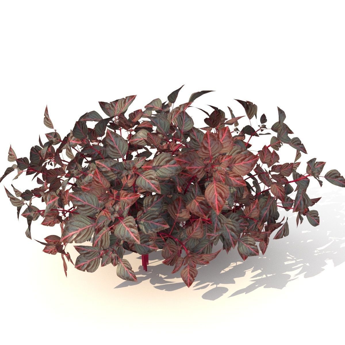  barberry Low-poly 3D model_0
