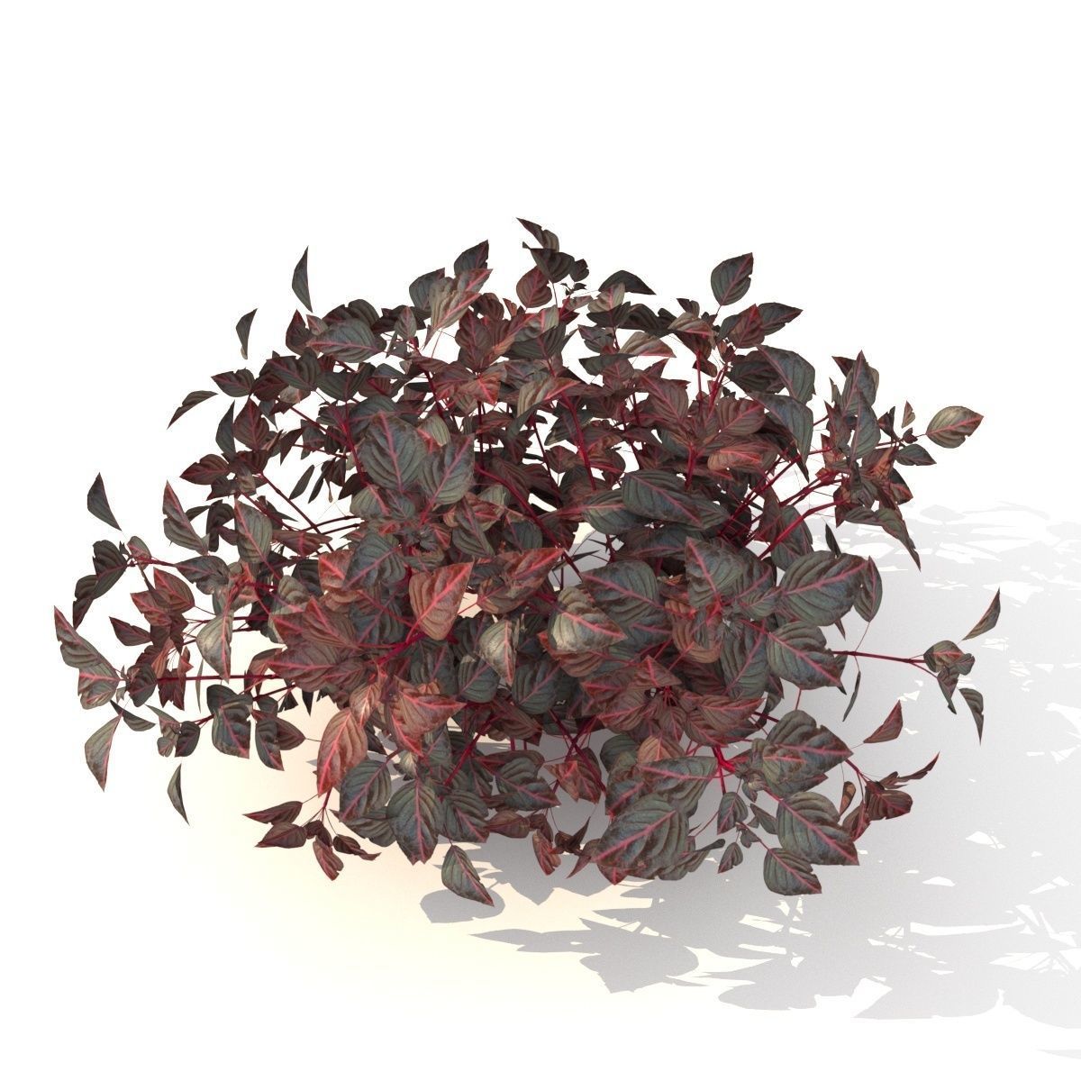  barberry Low-poly 3D model_2