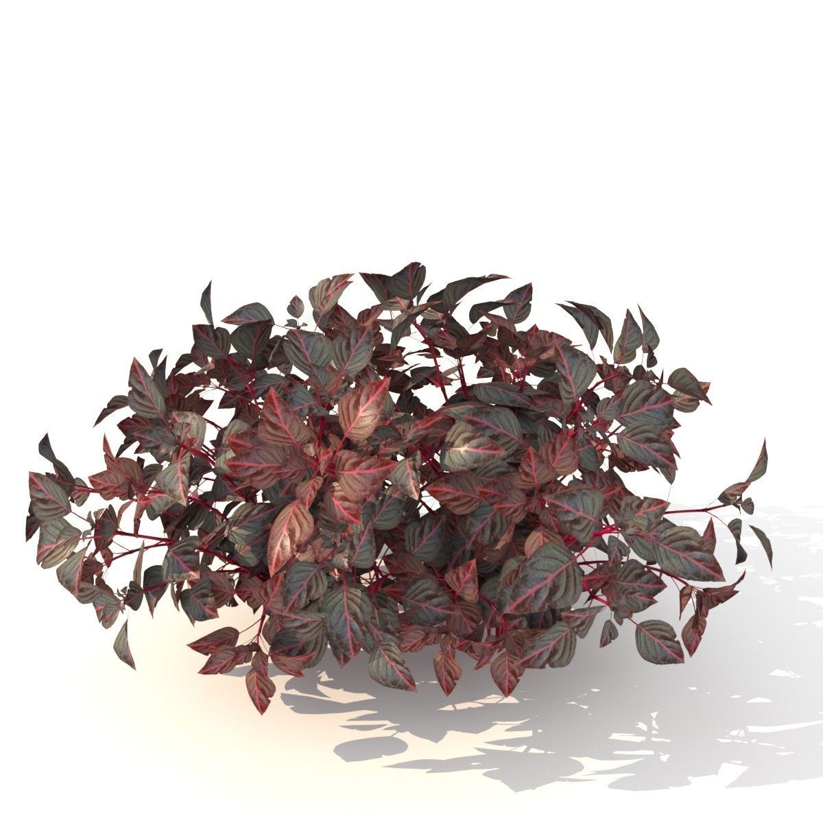  barberry Low-poly 3D model_7