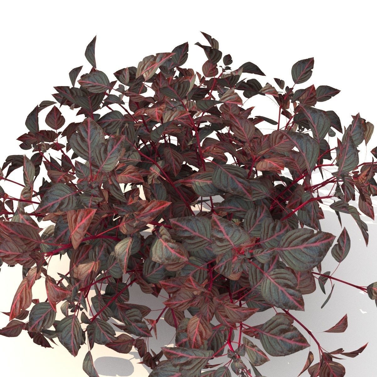 barberry Low-poly 3D model_3